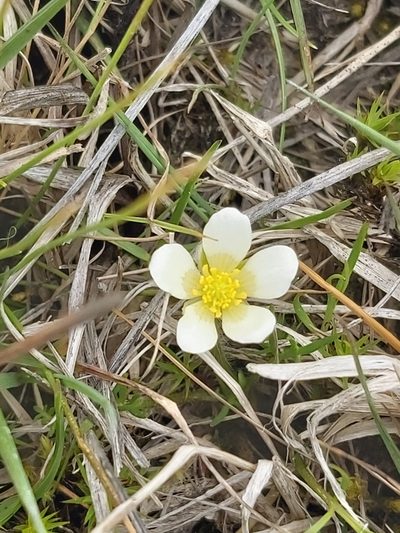 Ranunculus millanii, photographed by Tim