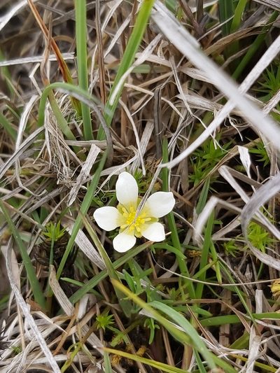 Ranunculus millanii, photographed by Tim