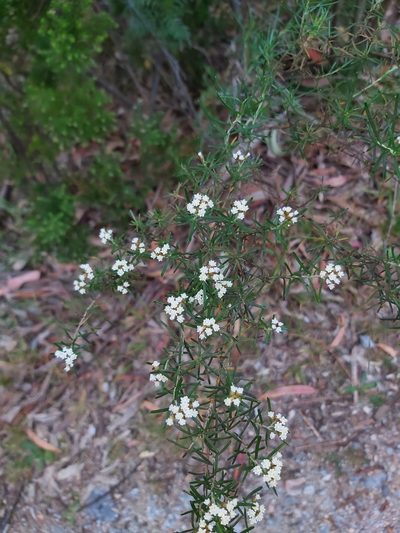 Ozothamnus ferrugineus, photographed by Tim