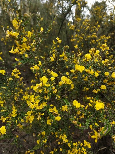 Bossiaea sericea, photographed by Tim