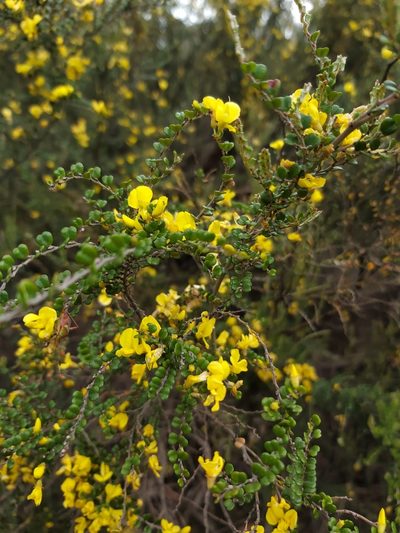 Bossiaea sericea, photographed by Tim