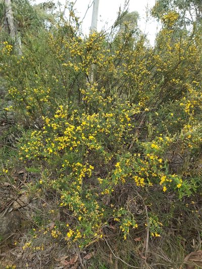 Bossiaea sericea, photographed by Tim