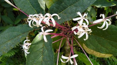 Clerodendrum quadriloculare, photographed by Dana Lee Ling