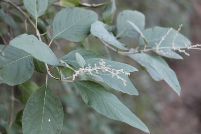 Iresine orientalis, photographed by Francisco Martínez González