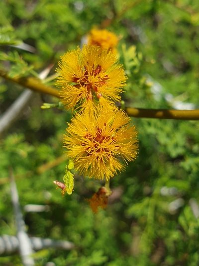Vachellia eburnea, photographed by Aravinth