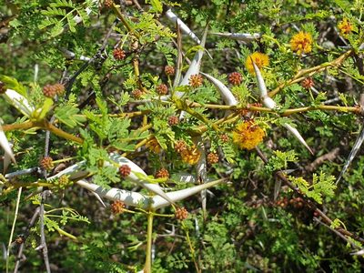 Vachellia eburnea, photographed by Aravinth