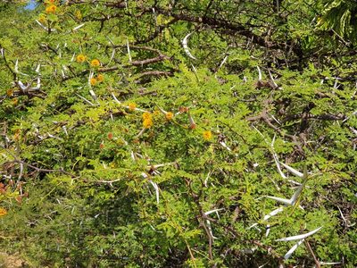Vachellia eburnea, photographed by Aravinth