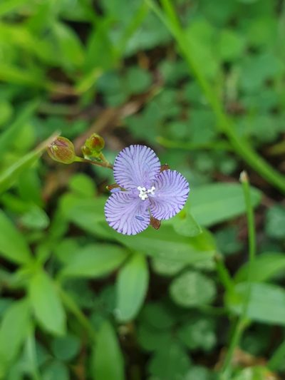 Murdannia striatipetala, photographed by Aravinth