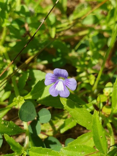 Dopatrium nudicaule, photographed by Aravinth