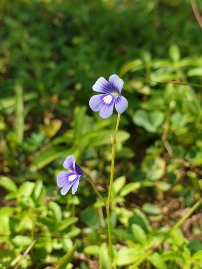 Dopatrium nudicaule, photographed by Aravinth