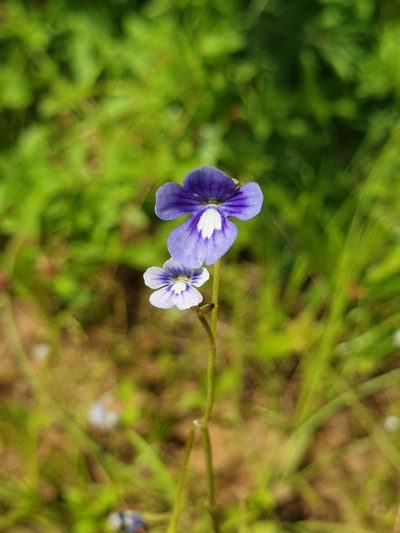 Dopatrium nudicaule, photographed by Aravinth