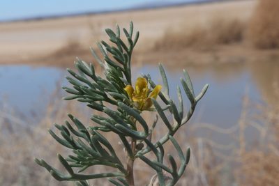 Peganum mexicanum, photographed by alejandrozab