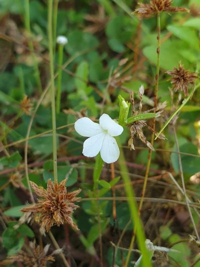 Striga angustifolia, photographed by Aravinth