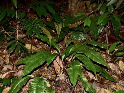 Tectaria singaporiana, photographed by Nasser Halaweh