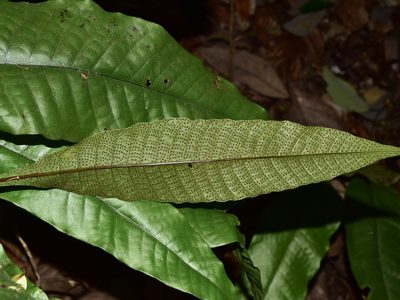 Tectaria singaporiana, photographed by Nasser Halaweh