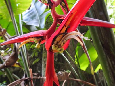 Heliconia collinsiana, photographed by Matteo Cassella