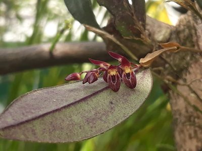 Trichosalpinx blaisdellii, photographed by Victor De la Cruz