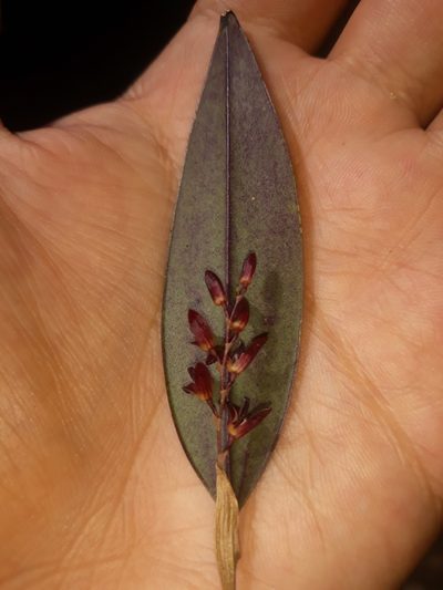 Trichosalpinx blaisdellii, photographed by Victor De la Cruz