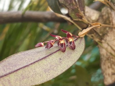 Trichosalpinx blaisdellii, photographed by Victor De la Cruz