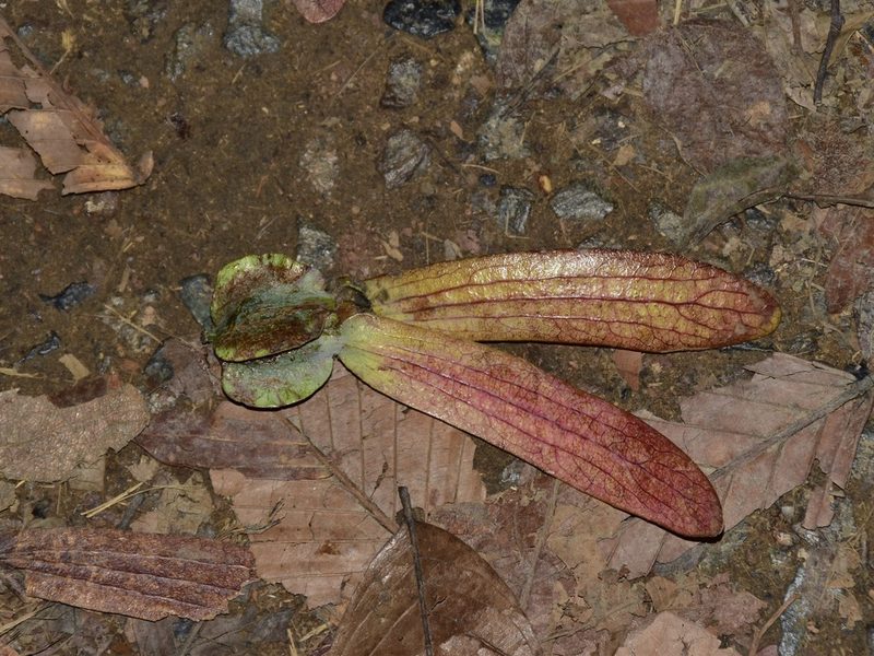 Dipterocarpus palembanicus, photographed by Nasser Halaweh