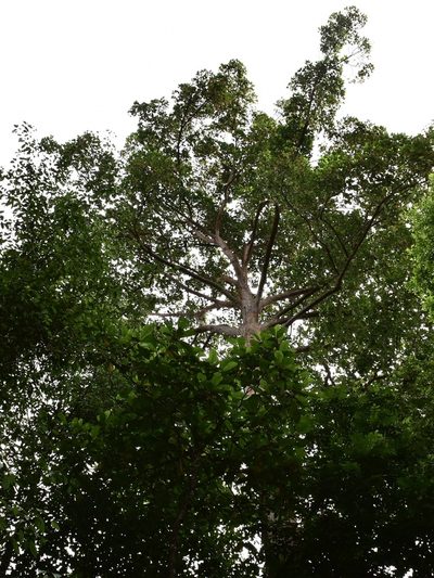 Dipterocarpus palembanicus, photographed by Nasser Halaweh
