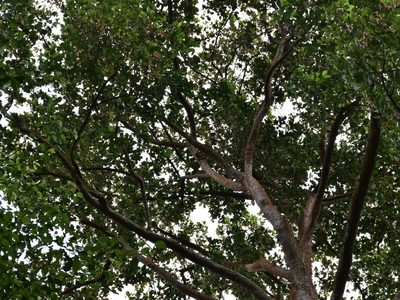 Dipterocarpus palembanicus, photographed by Nasser Halaweh