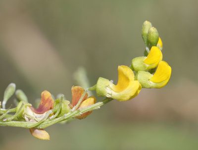 Calpurnia sericea, photographed by Alan Manson