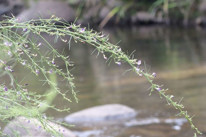 Psoralea rhizotoma, photographed by Alan Manson
