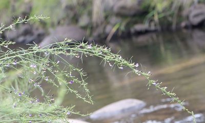 Psoralea rhizotoma, photographed by Alan Manson