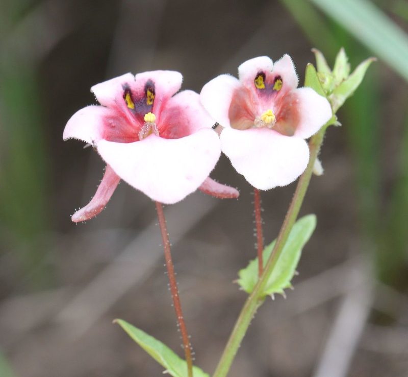 Diascia cordata, photographed by Alan Manson