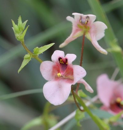 Diascia cordata, photographed by Alan Manson