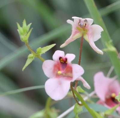 Diascia cordata, photographed by Alan Manson