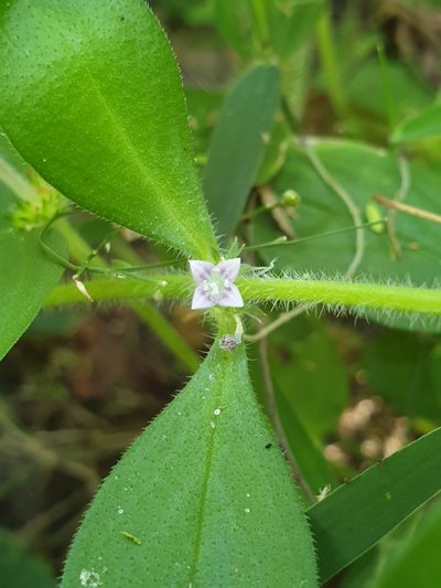Spermacoce alata, photographed by Aravinth