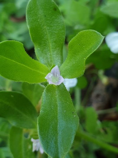 Spermacoce alata, photographed by Aravinth