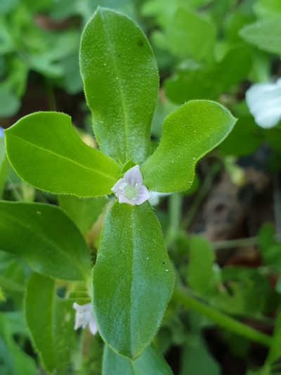 Spermacoce alata, photographed by Aravinth