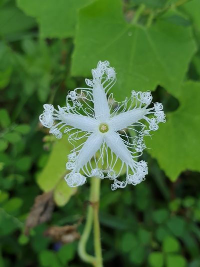 Trichosanthes cucumerina, photographed by Aravinth