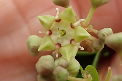 Helinus integrifolius, photographed by Peter Warren