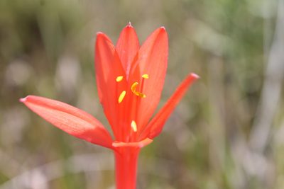 Cyrtanthus fergusoniae, photographed by Rebecca Ryen-Stols
