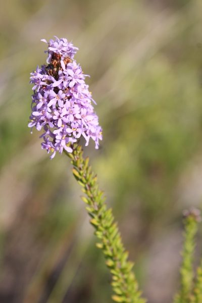 Selago burchellii, photographed by Rebecca Ryen-Stols