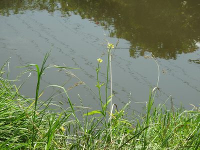 Brassica juncea, photographed by Matthew Fainman