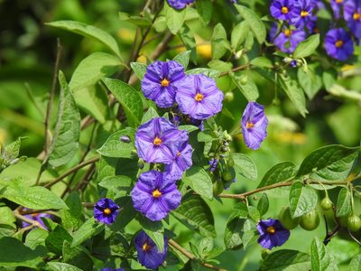 Lycianthes rantonnetii, photographed by Matthew Fainman