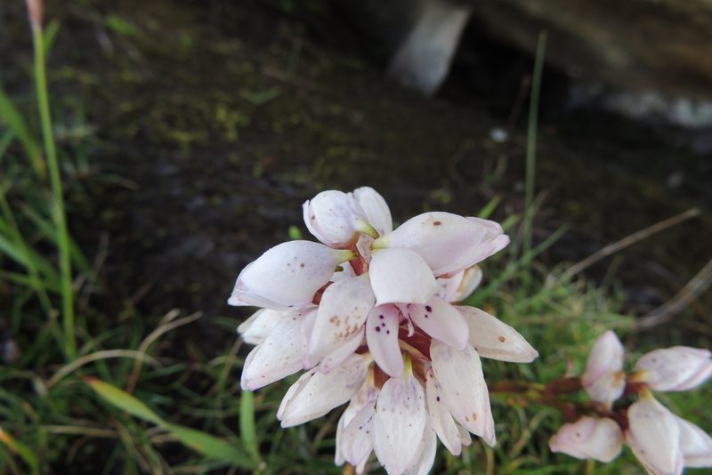 Disa subtenuicornis, photographed by jillblignaut