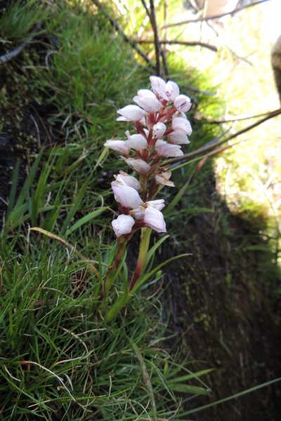 Disa subtenuicornis, photographed by jillblignaut