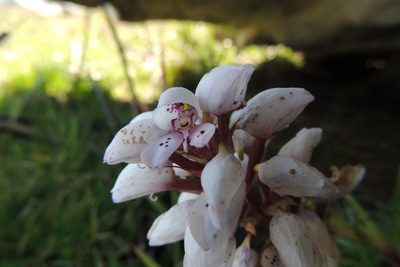 Disa subtenuicornis, photographed by jillblignaut