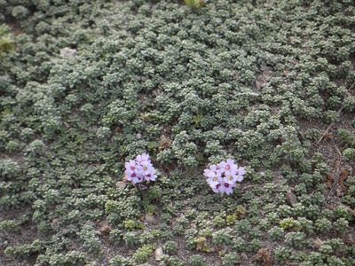 Junellia micrantha, photographed by Guillermo Debandi