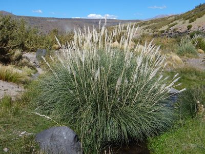 Cortaderia rudiuscula, photographed by Guillermo Debandi