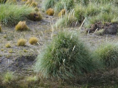 Cortaderia rudiuscula, photographed by Guillermo Debandi