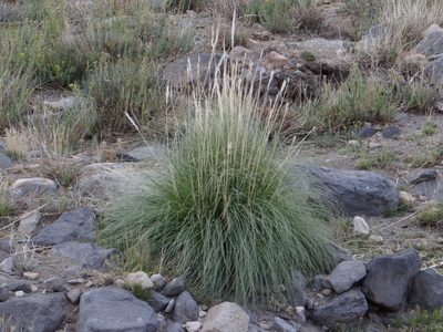 Cortaderia rudiuscula, photographed by Guillermo Debandi
