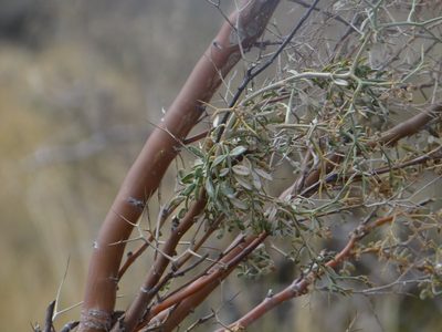Adesmia obovata, photographed by Guillermo Debandi