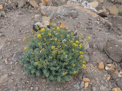 Senecio subumbellatus, photographed by Guillermo Debandi